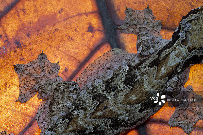 背光库尔飞壁虎大叶特写图片素材