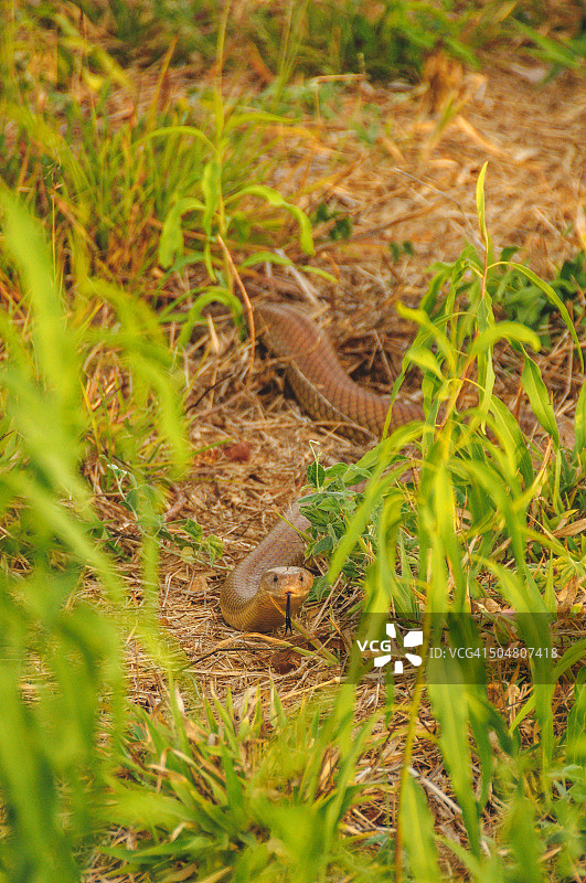 王棕蛇图片素材