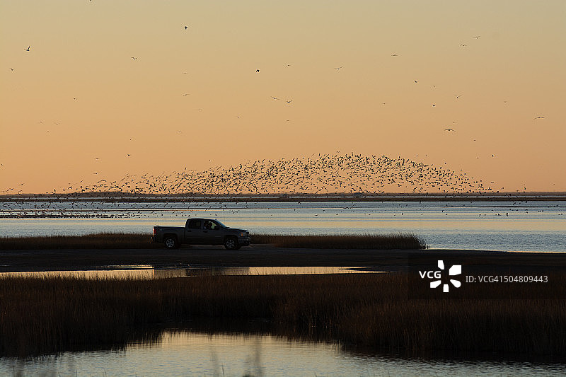 加尔维斯顿观鸟图片素材