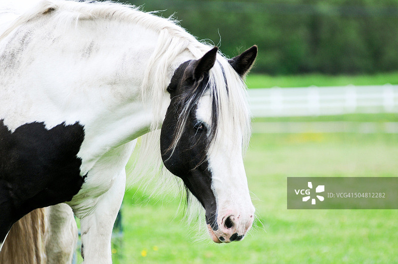 温顺的巨人图片素材