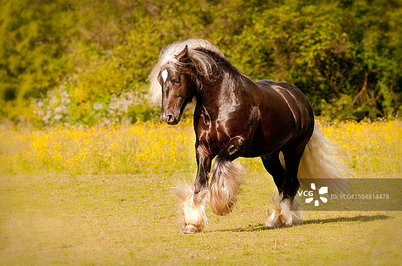 白色羽毛图片素材