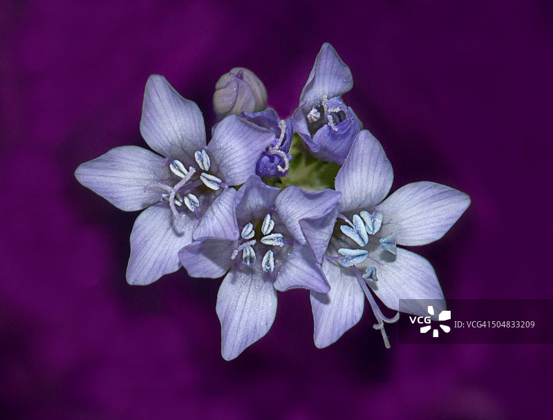 嘉利花图片素材