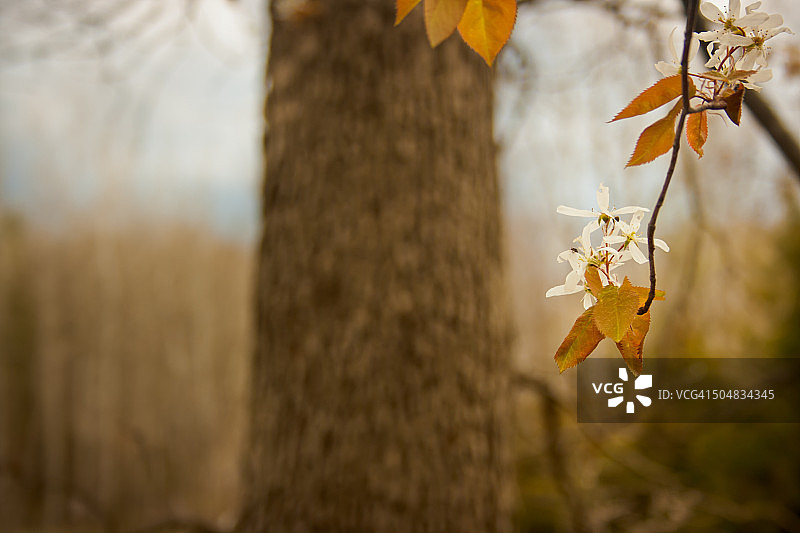 开满春花的树图片素材