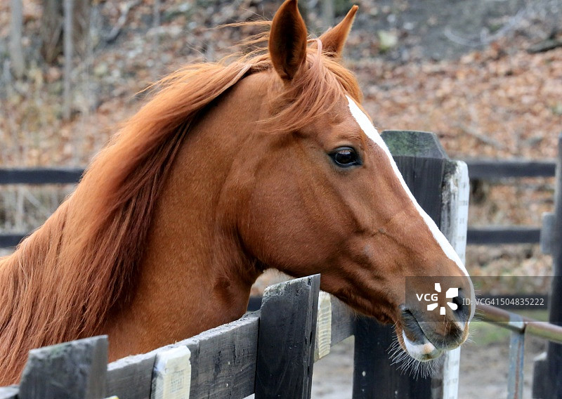 畜栏里的农场马图片素材