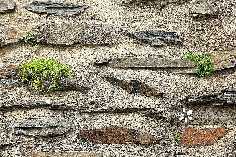 景天墙图片素材