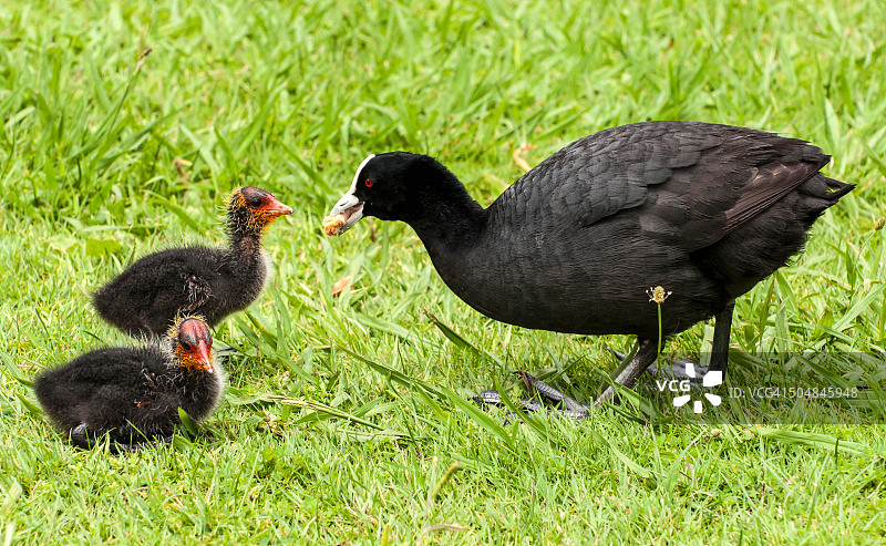 澳洲骨顶鸡和雏鸟图片素材