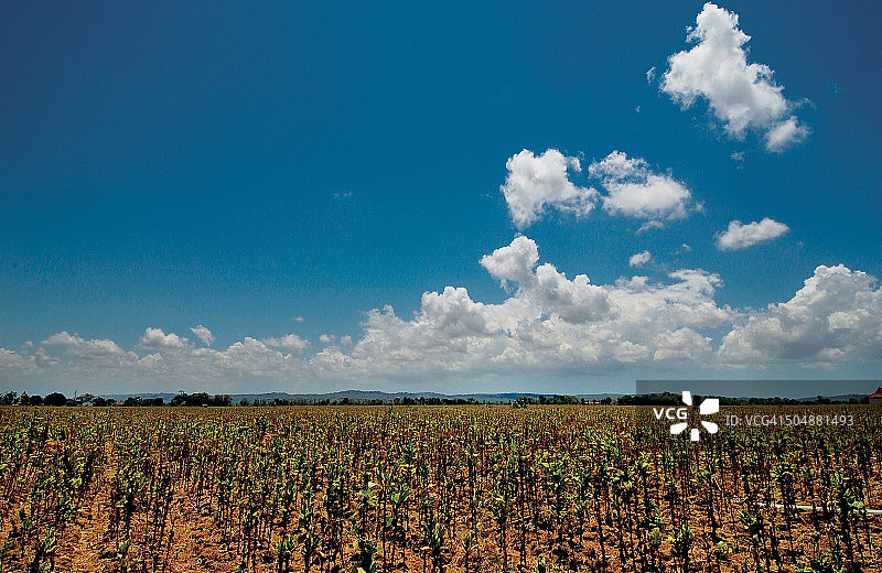 成熟的印尼。图片素材