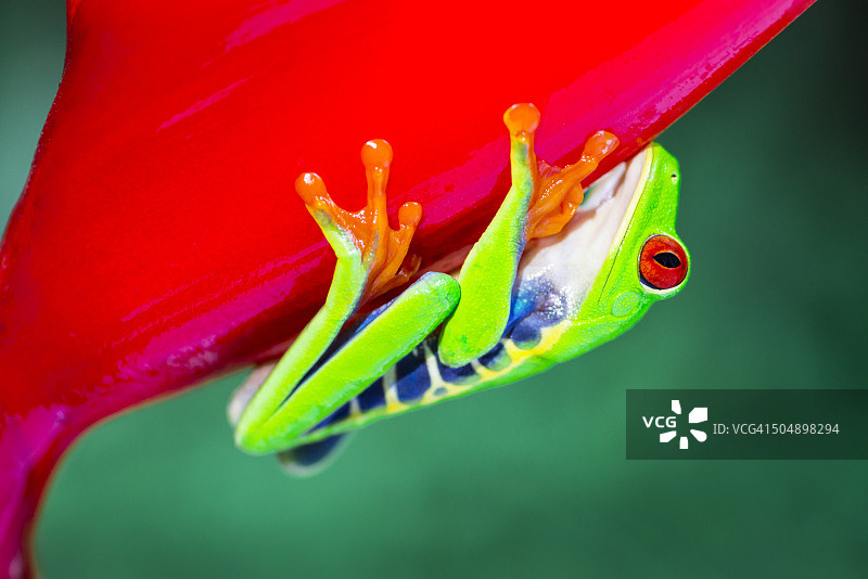 攀爬在蝎尾蕉花上的红眼树蛙，哥斯达黎加动物图片素材