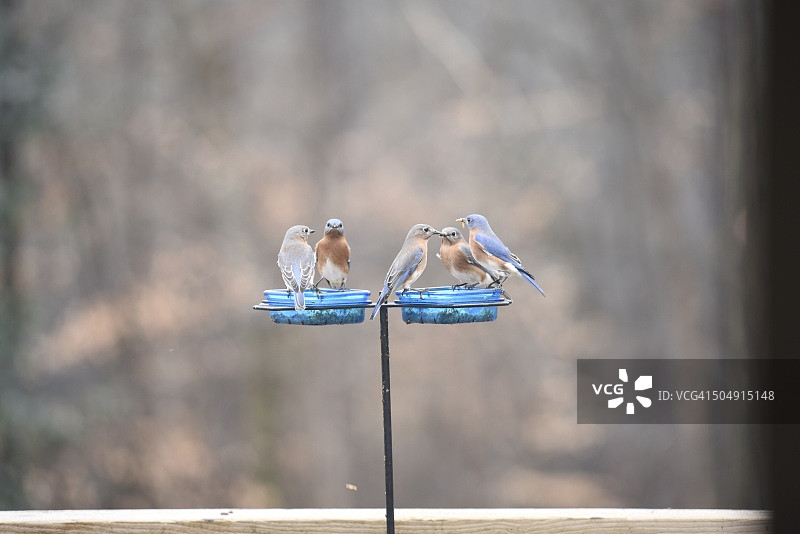 喂食器上的蓝知更鸟图片素材