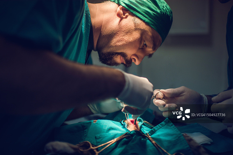 医院里专心做手术的男兽医图片素材
