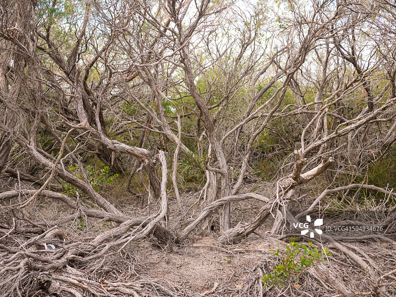 悉尼北角的本地树叶图片素材