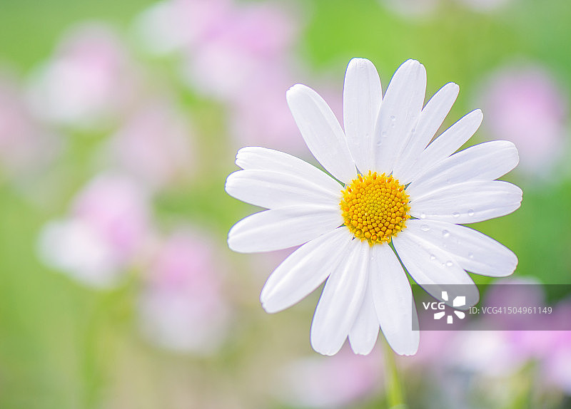 玛格丽特雏菊图片素材