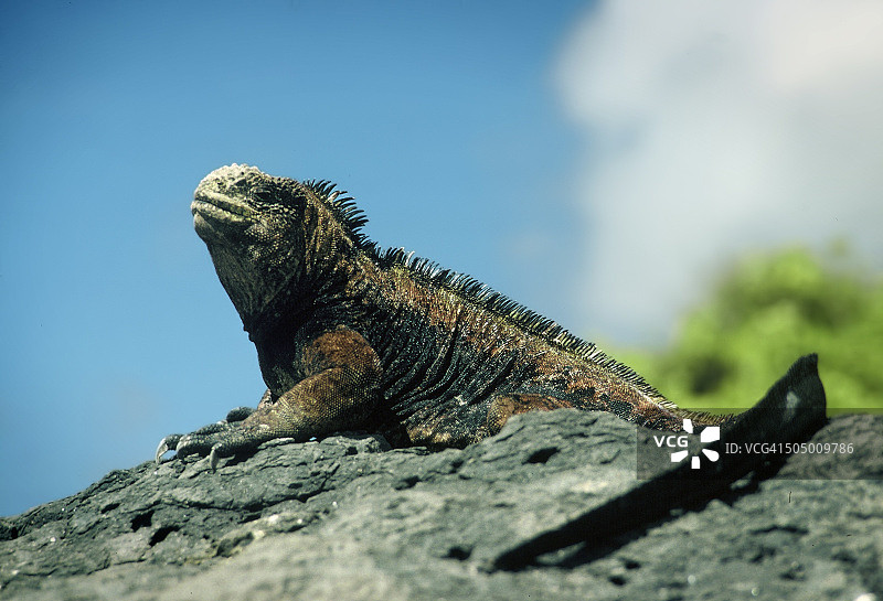 加拉帕戈斯海鬣蜥图片素材