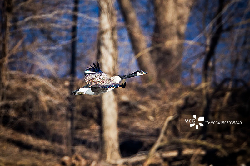加拿大鹅图片素材
