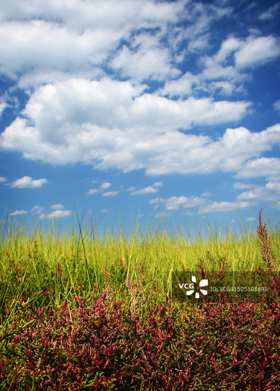 加德纳公园红草和绿草蓝天竖版照片图片素材