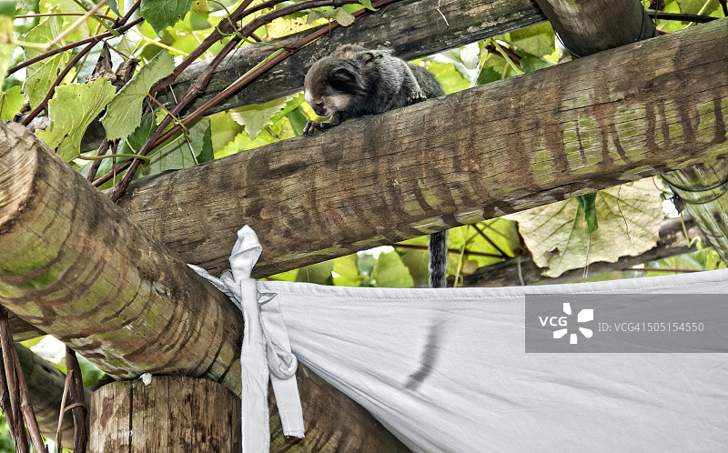 一只向下看的巴西狨猴图片素材