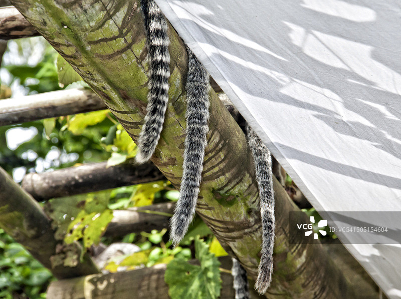 巴西狨猴，三条尾巴图片素材