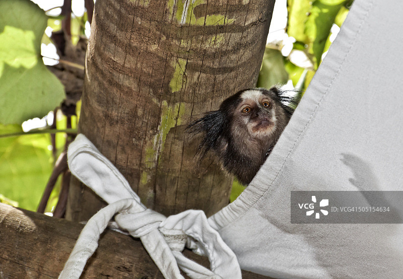 向远处眺望的巴西狨猴图片素材