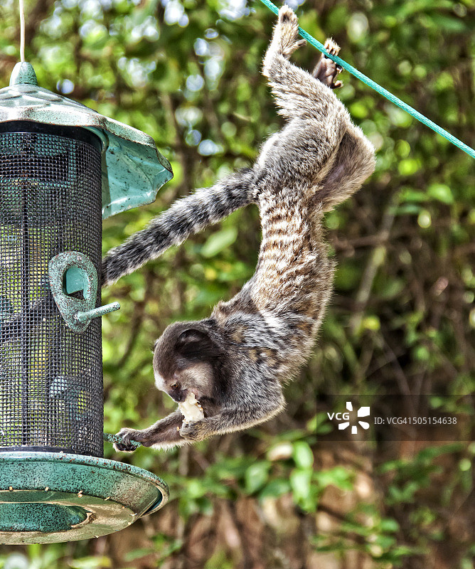 近距离拍摄巴西狨猴午餐图片素材