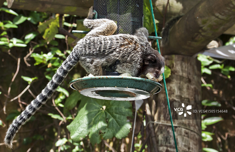 巴西狨猴拥抱鸟食槽进食图片素材