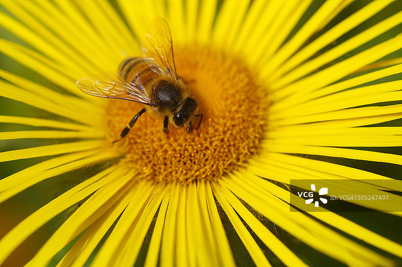 蜜蜂采集黄色花朵的花蜜图片素材