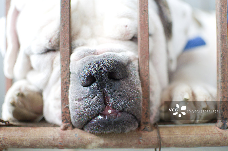 睡着的宠物狗图片素材