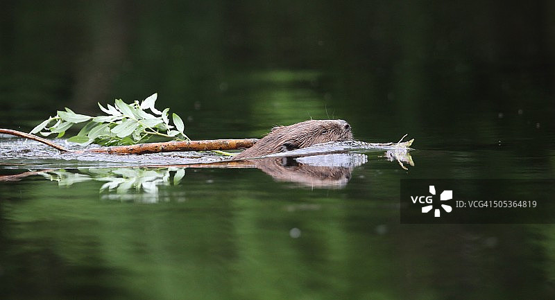 野生海狸图片素材