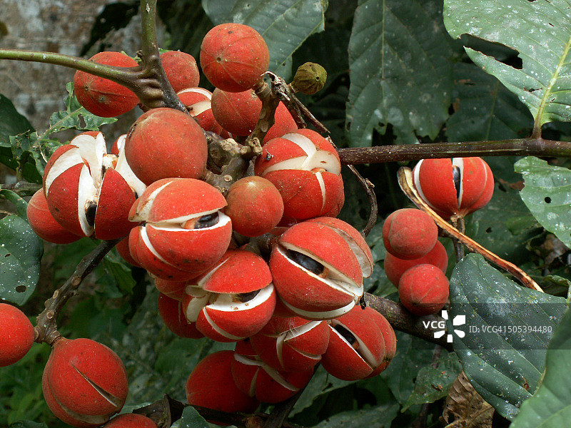 红色豆荚图片素材