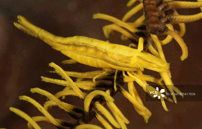 海百合上的共生虾图片素材