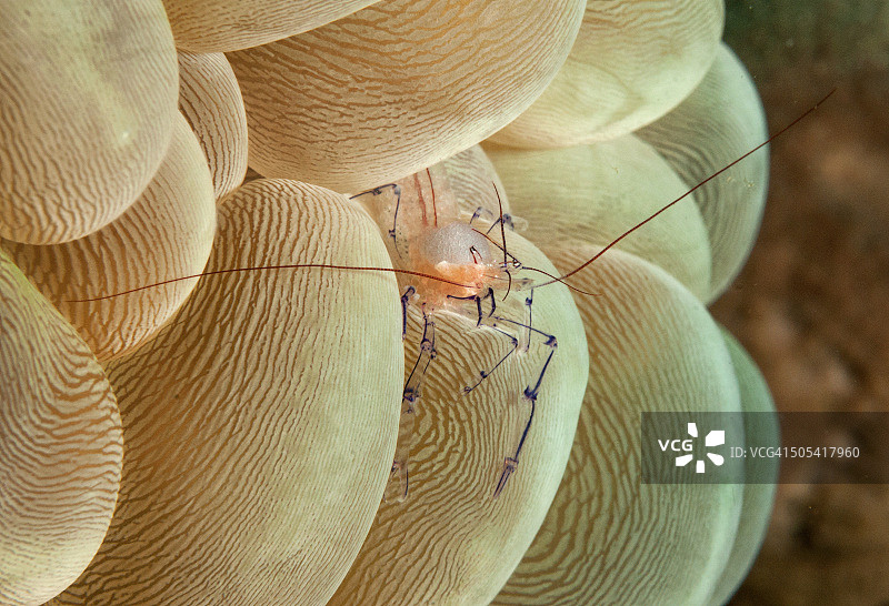 气泡海葵上的海葵虾图片素材