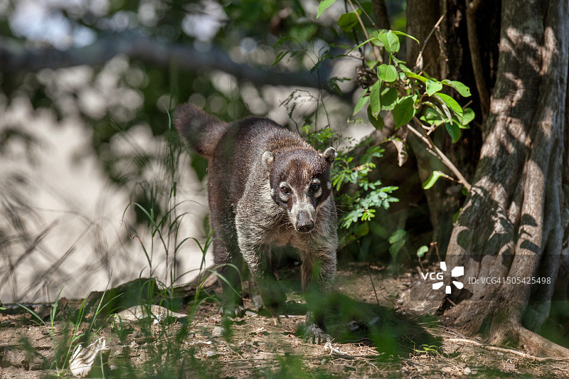 哥斯达黎加的野生白鼻浣熊图片素材