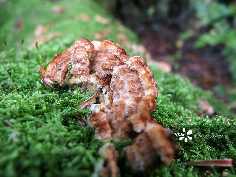 苔藓覆盖树干上的层孔菌图片素材
