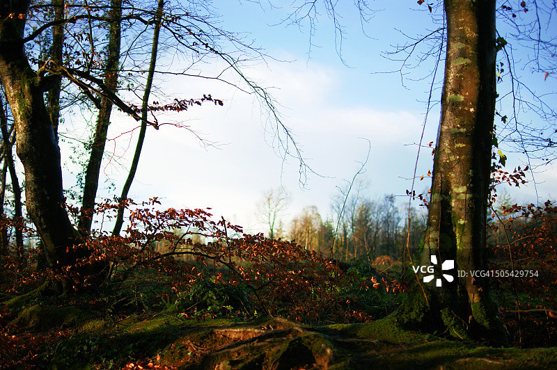 朦胧的风景图片素材