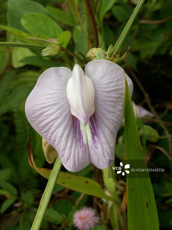 紫色热情图片素材