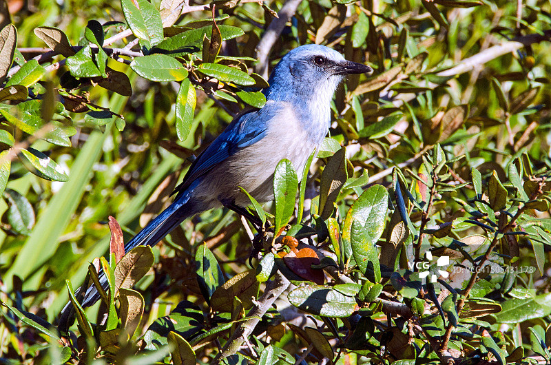 灌木丛中的佛罗里达 scrub 鸟图片素材
