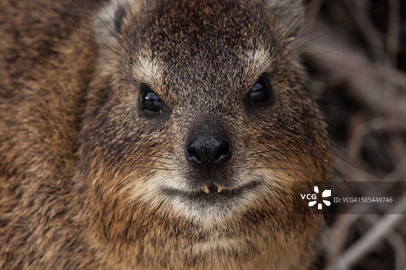 岩狸肖像图片素材