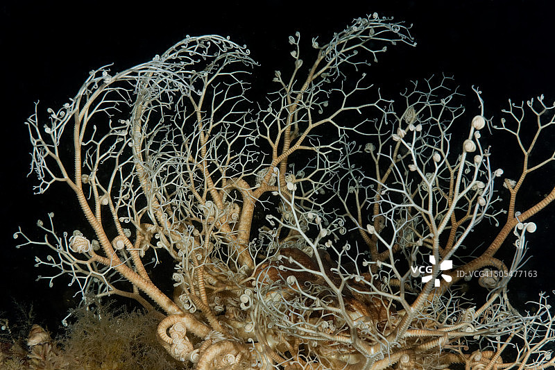 阿拉斯加筐蛇尾图片素材