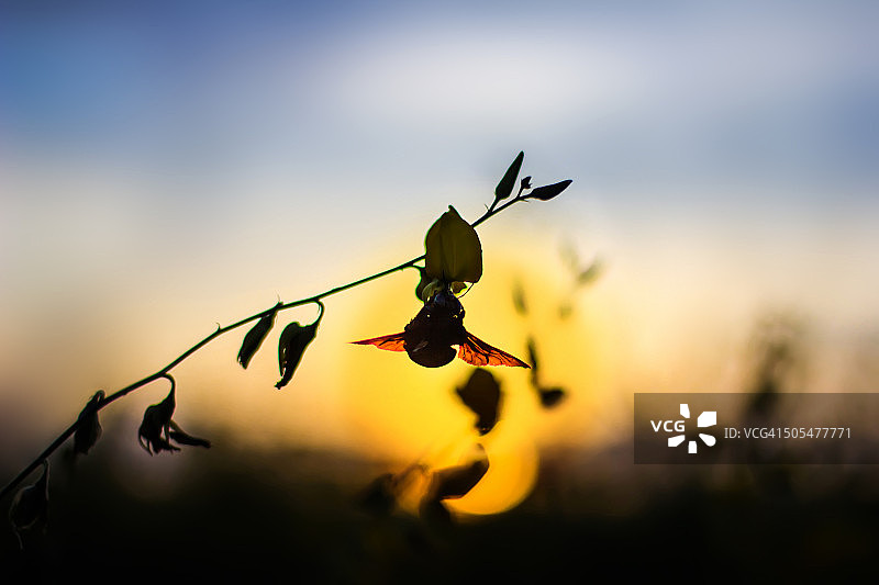 夕阳下的熊蜂图片素材