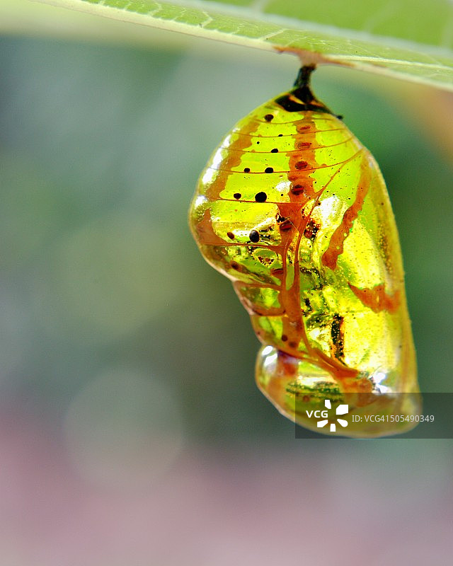 绢斑蝶蛹图片素材
