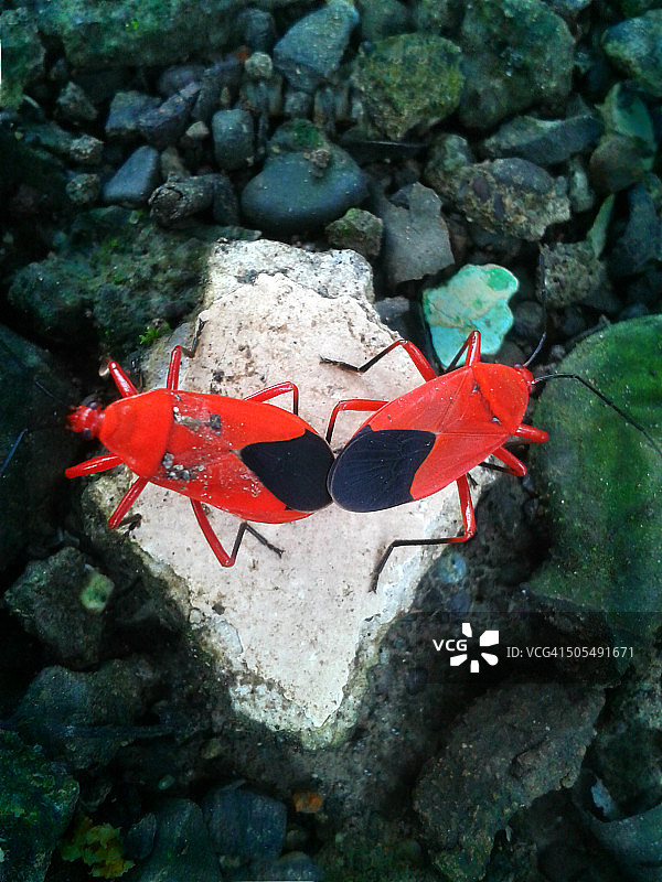 棉红蝽交配图片素材