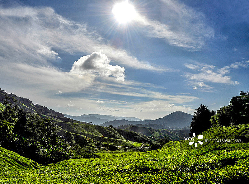 金马仑高原茶园图片素材