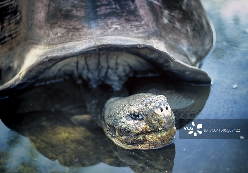 加拉帕戈斯象龟图片素材