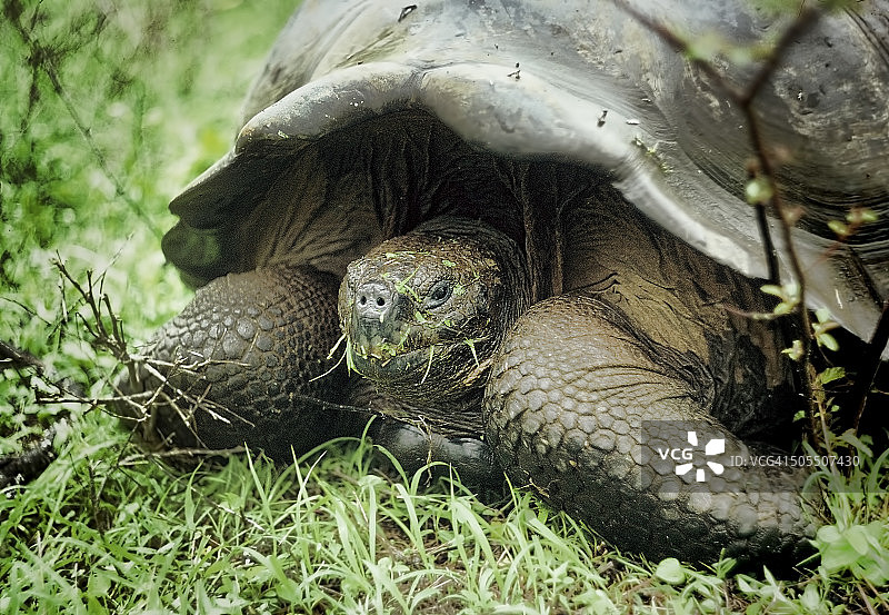 加拉帕戈斯象龟图片素材