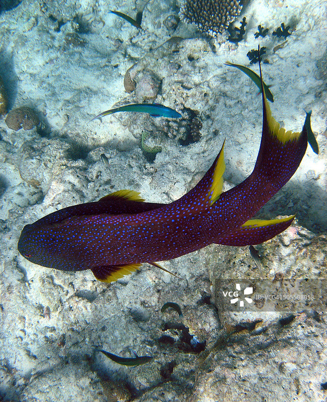 皇帝石斑鱼图片素材