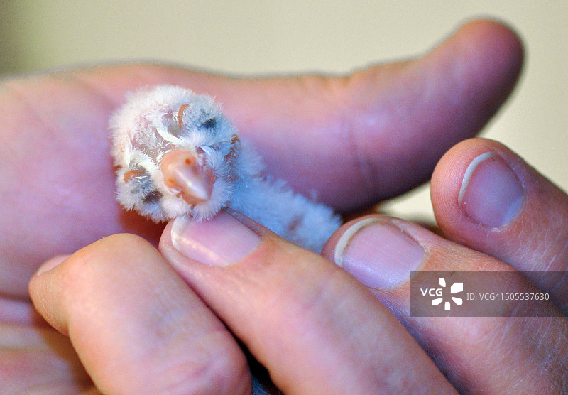 手捧数小时大的幼年谷仓猫头鹰图片素材