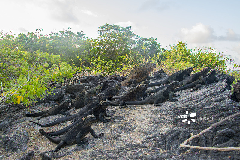 加拉帕戈斯群岛海鬣蜥图片素材