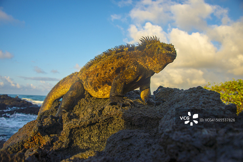 加拉帕戈斯群岛海鬣蜥图片素材