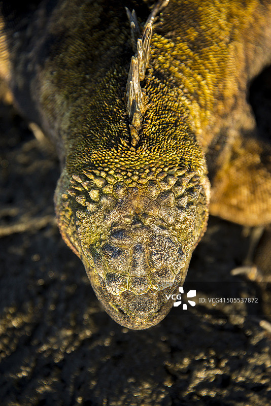 加拉帕戈斯群岛海鬣蜥图片素材