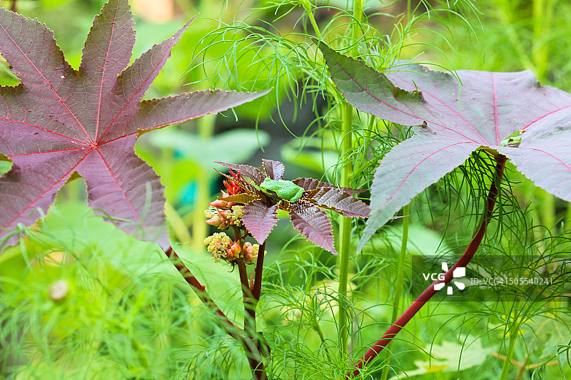 蓖麻植物与青蛙图片素材