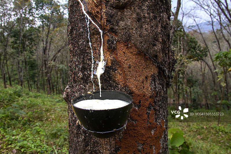橡胶树和乳胶图片素材